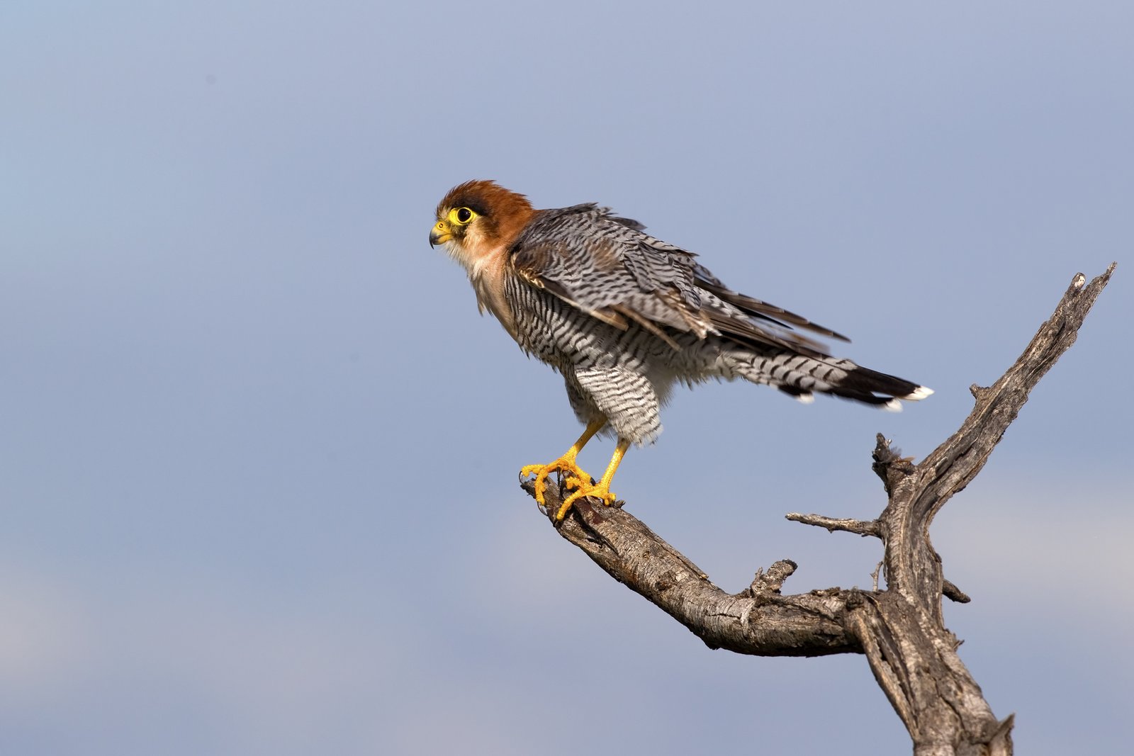Red-Necked Falcon (Falco chicquera)