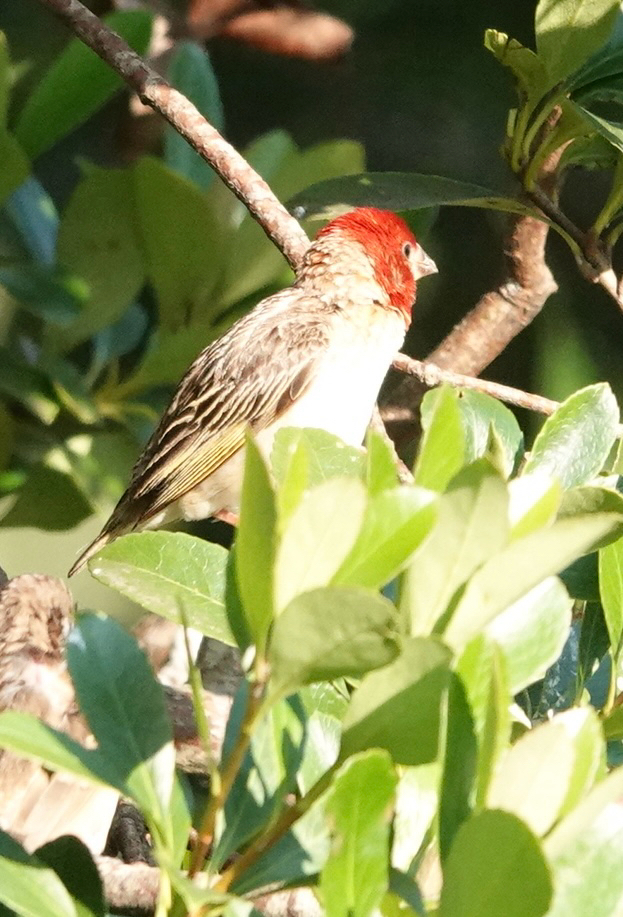 Red-Headed Quelea (Quelea erythrops)
