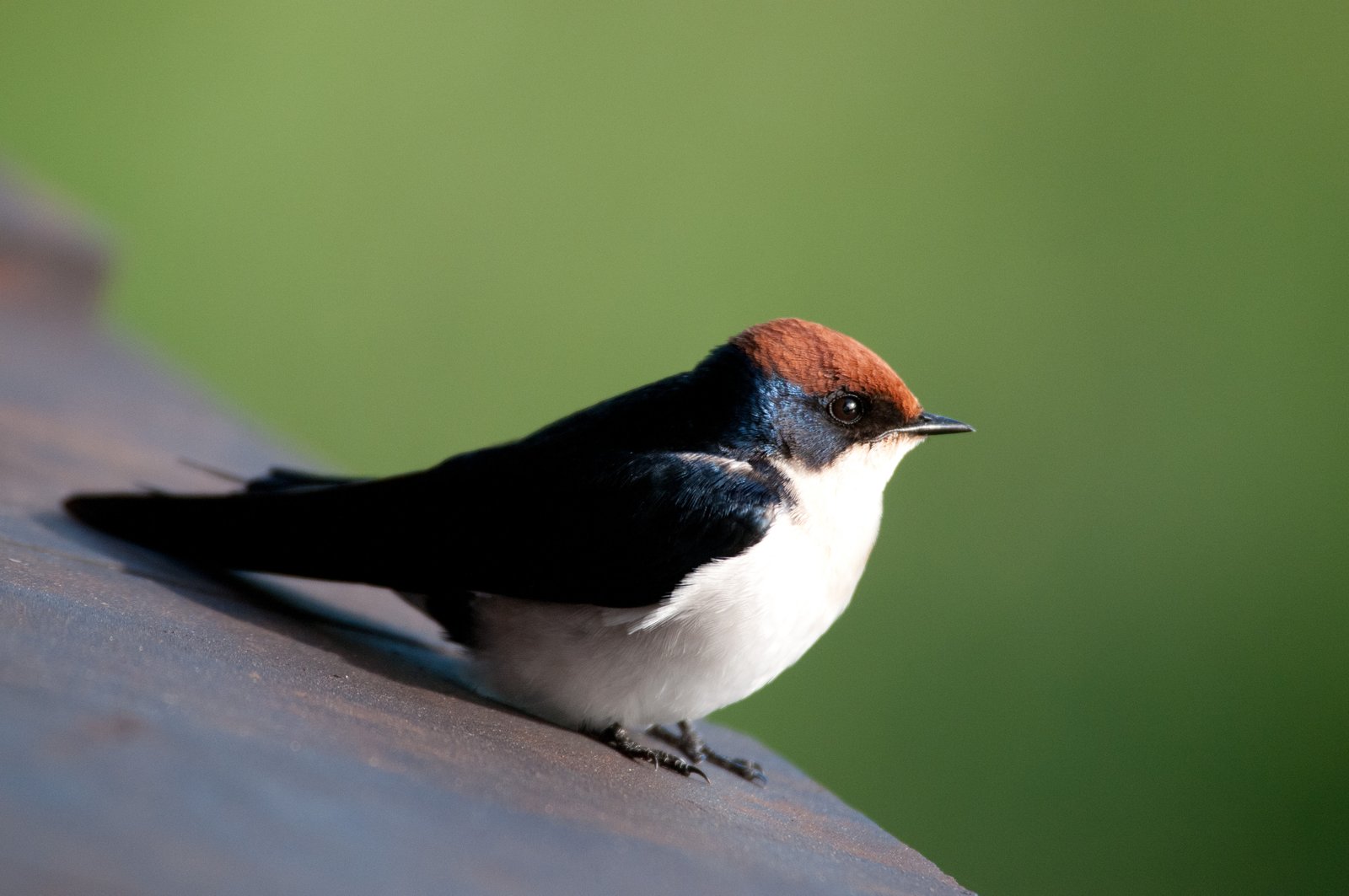 Wire-Tailed Swallow (Hirundo smithii)