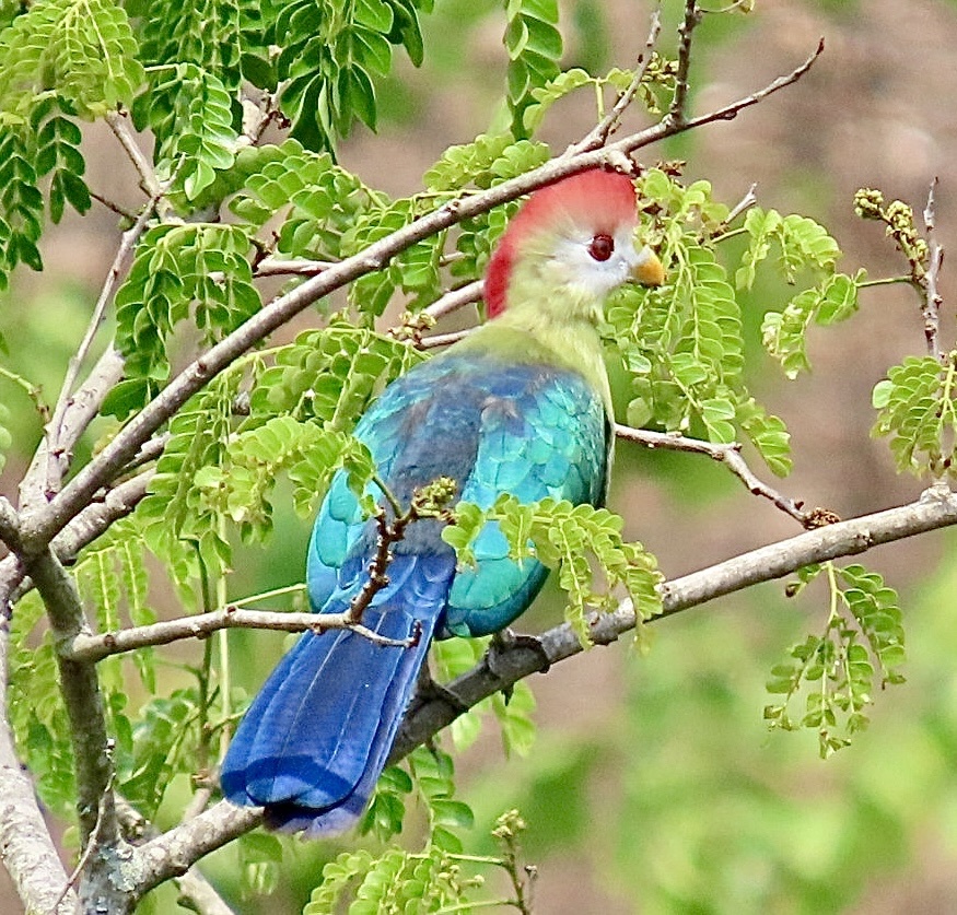 Red-Crested Turaco (Tauraco erythrolophus)