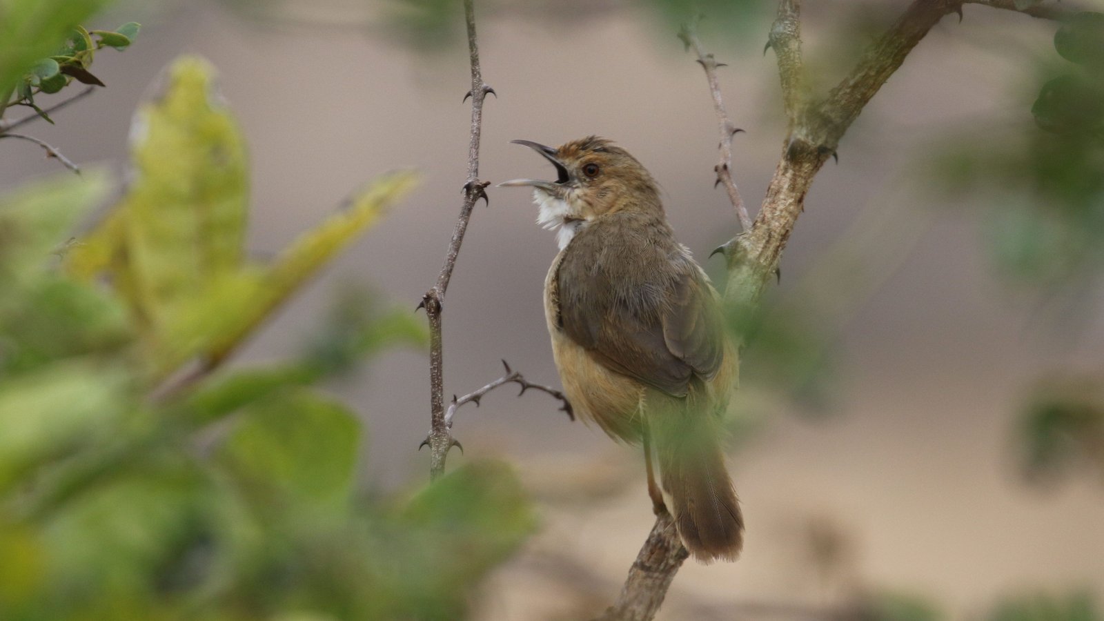 Red-Faced Cisticola (Cisticola erythrops)