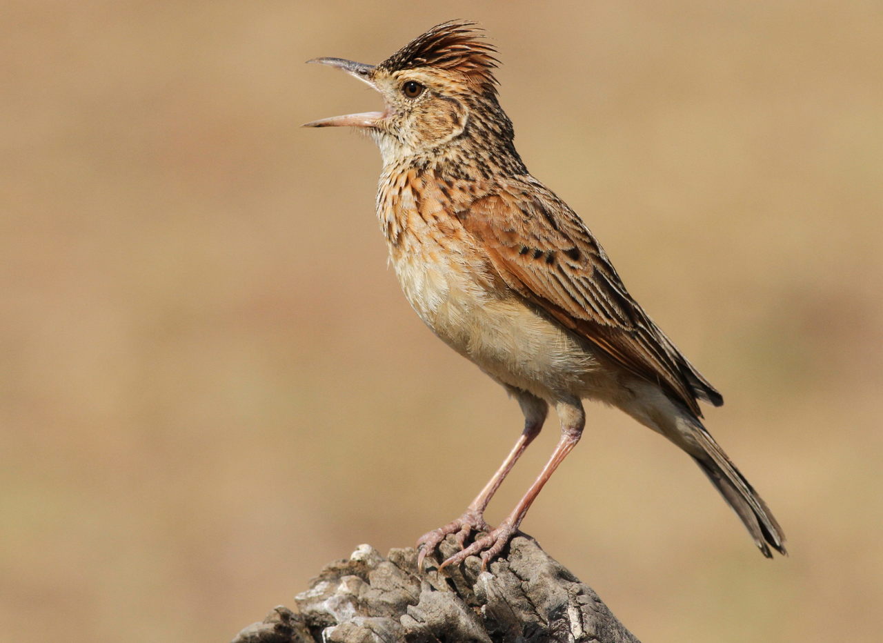 Rufous-Naped Lark (Corypha africana)