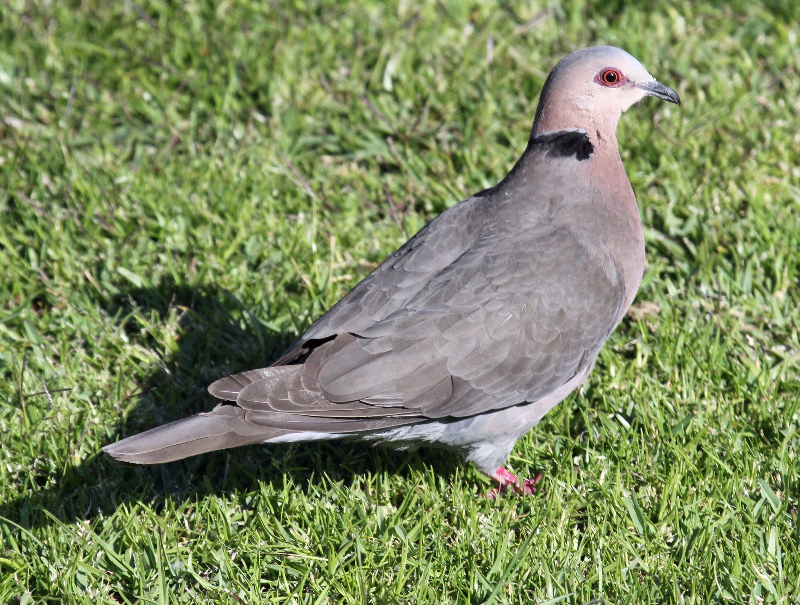 Red-Eyed Dove (Streptopelia semitorquata)