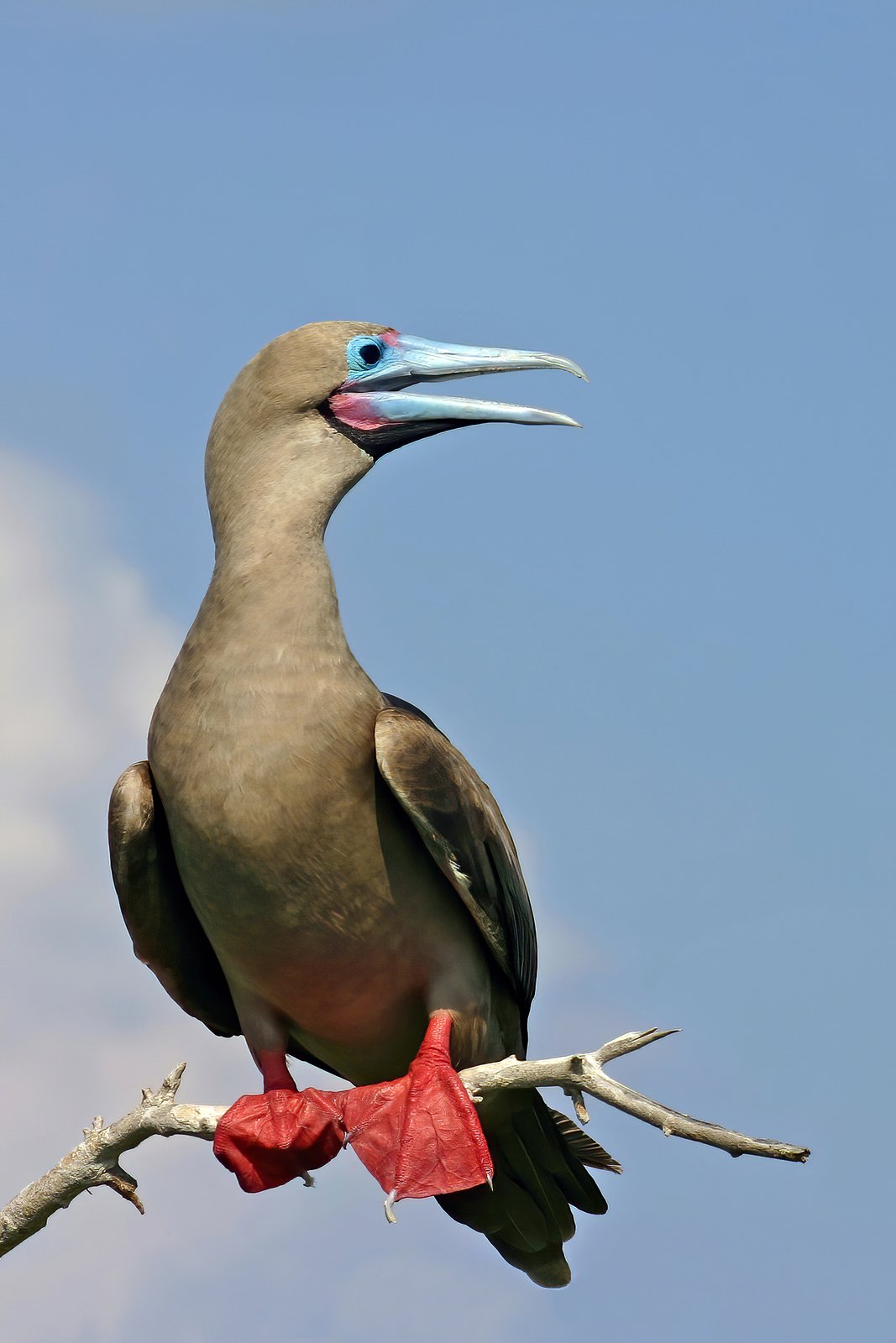 Red-Footed Booby (Sula sula)
