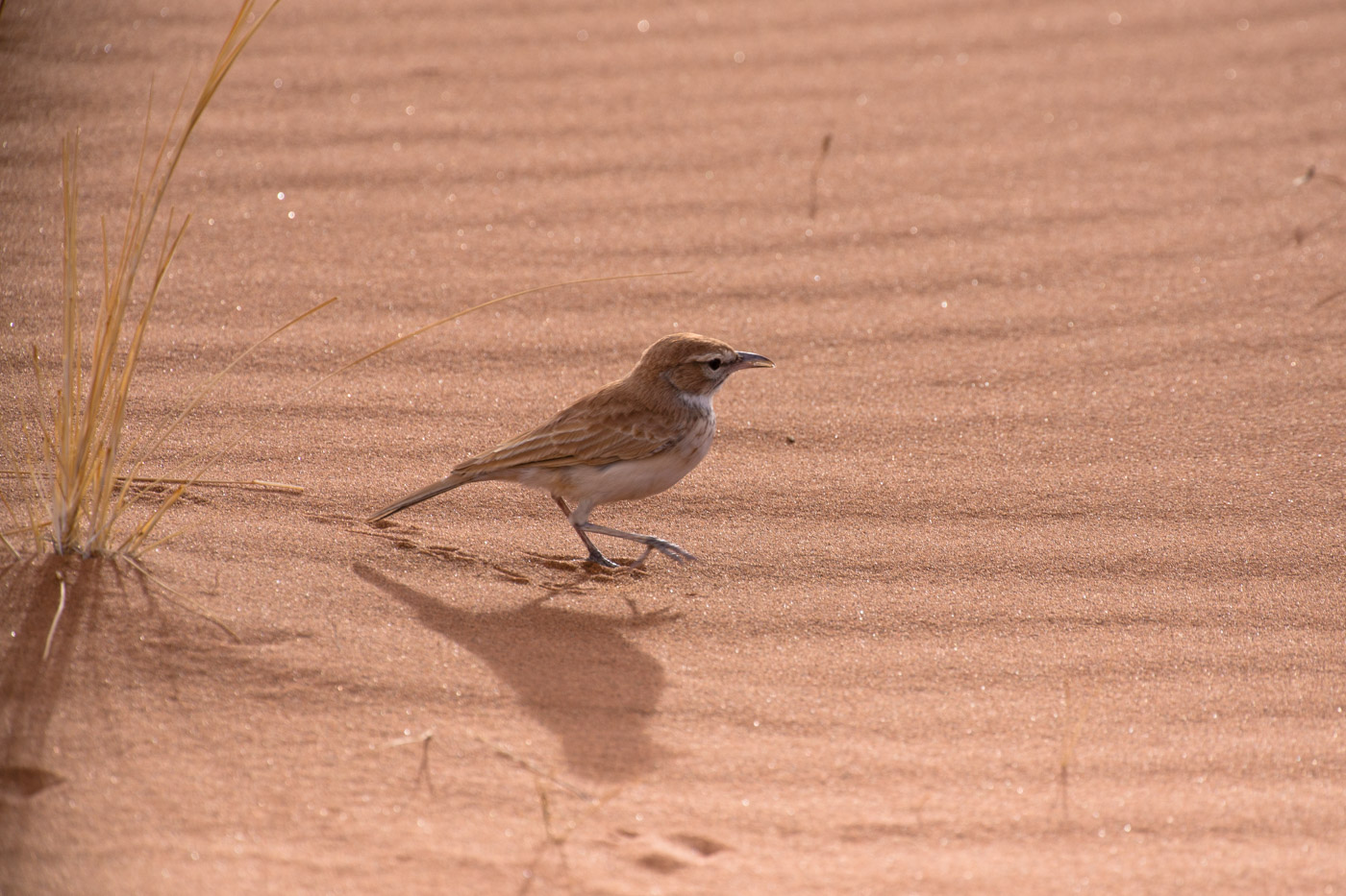 Dune Lark (Calendulauda erythrochlamys)