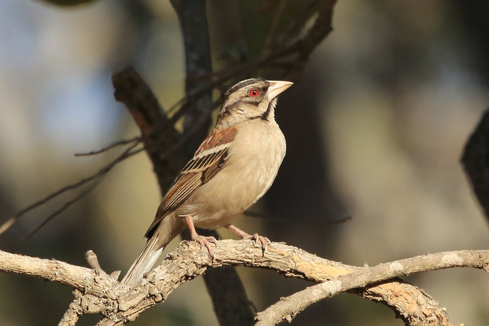 Chestnut-Backed Sparrow-Weaver (Plocepasser rufoscapulatus)