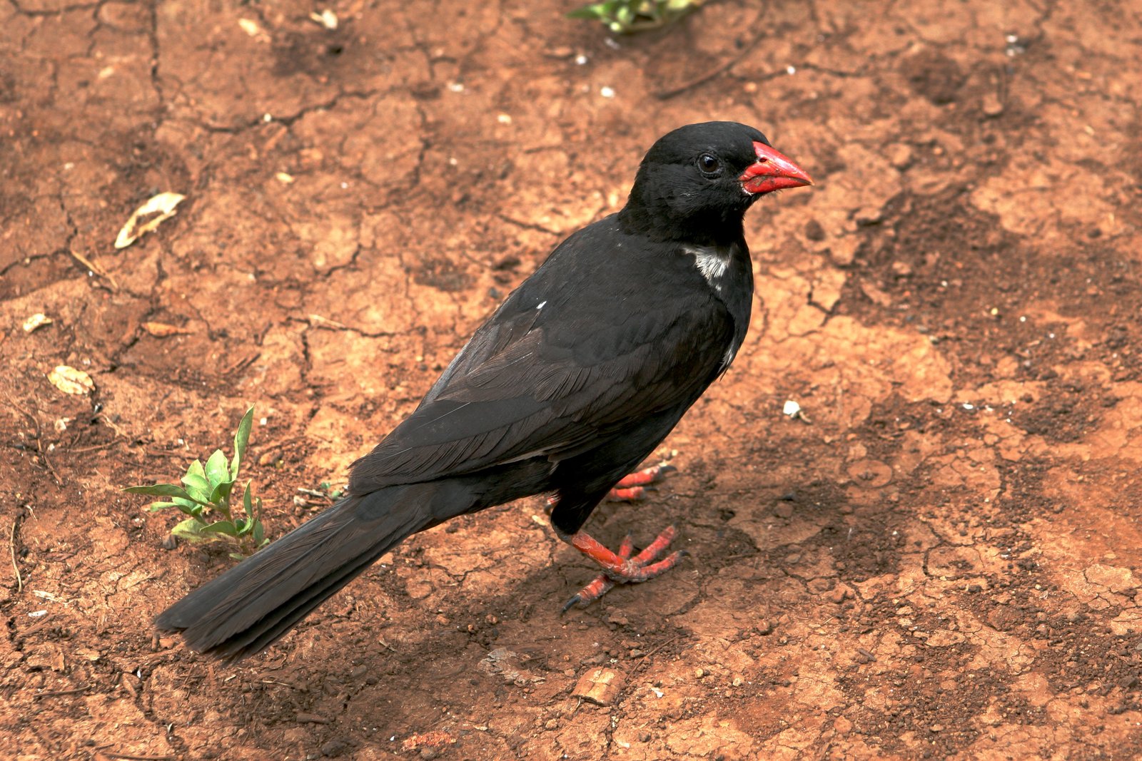 Red-Billed Buffalo Weaver (Bubalornis niger)