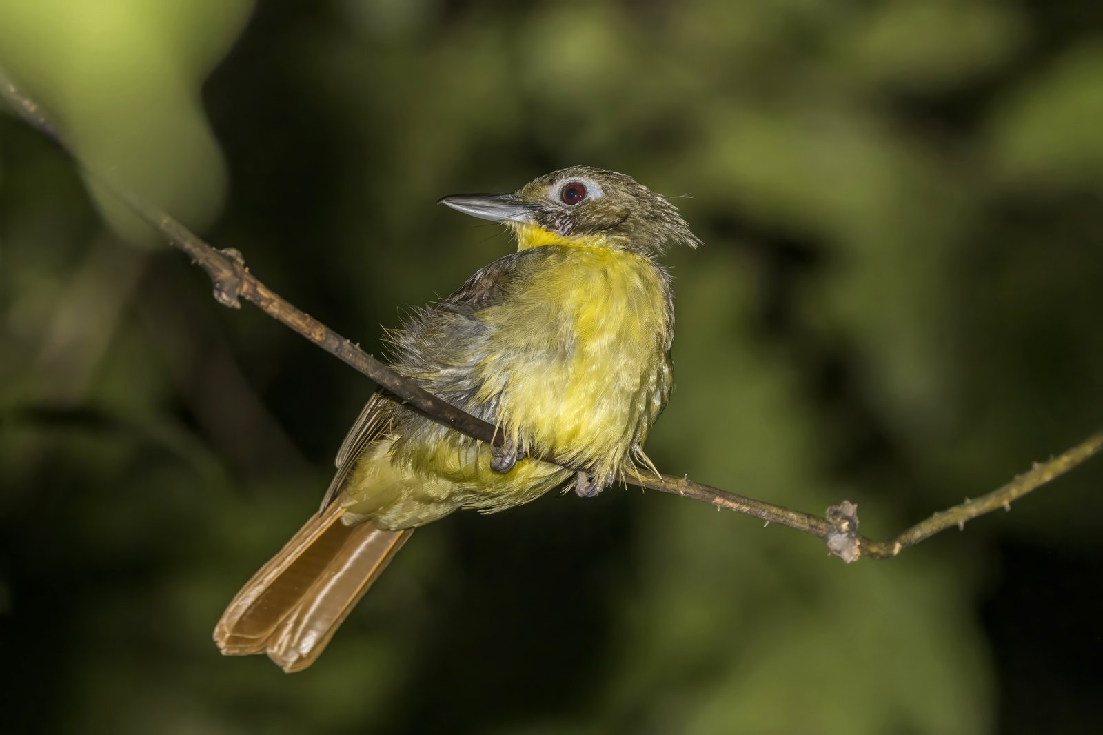 Red-Tailed Bristlebill (Bleda syndactylus)