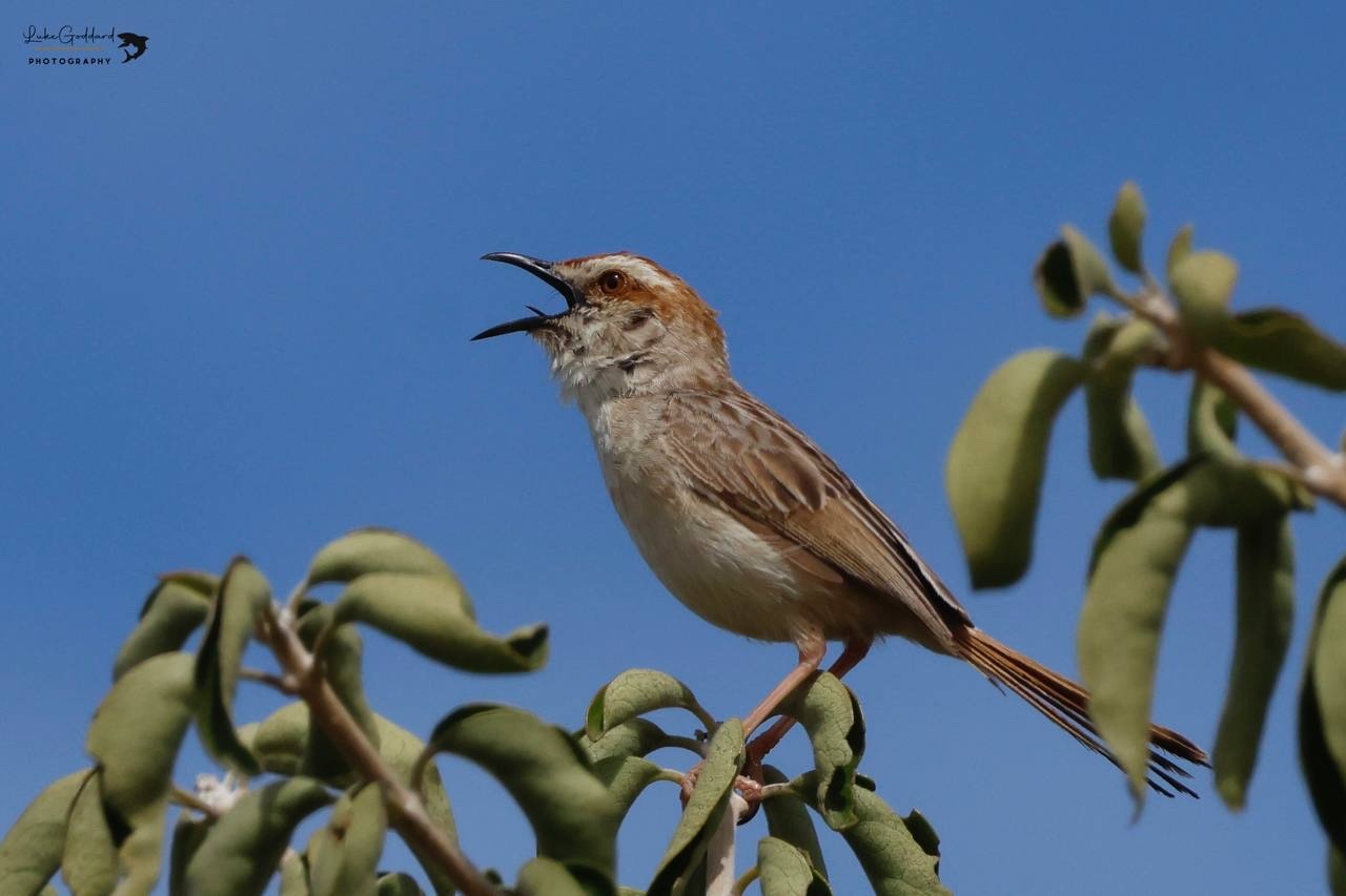 Tinkling Cisticola (Cisticola rufilatus)