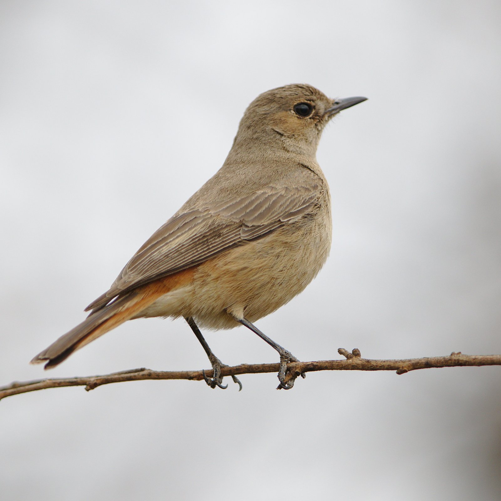 Familiar Chat (Oenanthe familiaris)