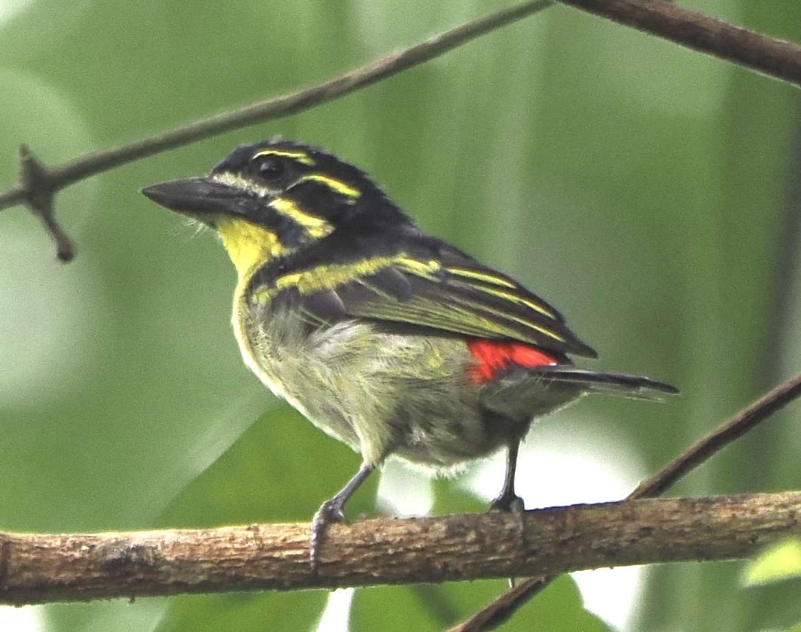 Red-Rumped Tinkerbird (Pogoniulus atroflavus)