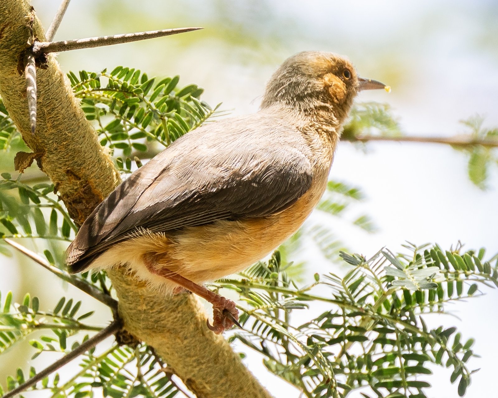 Red-Faced Crombec (Sylvietta whytii)