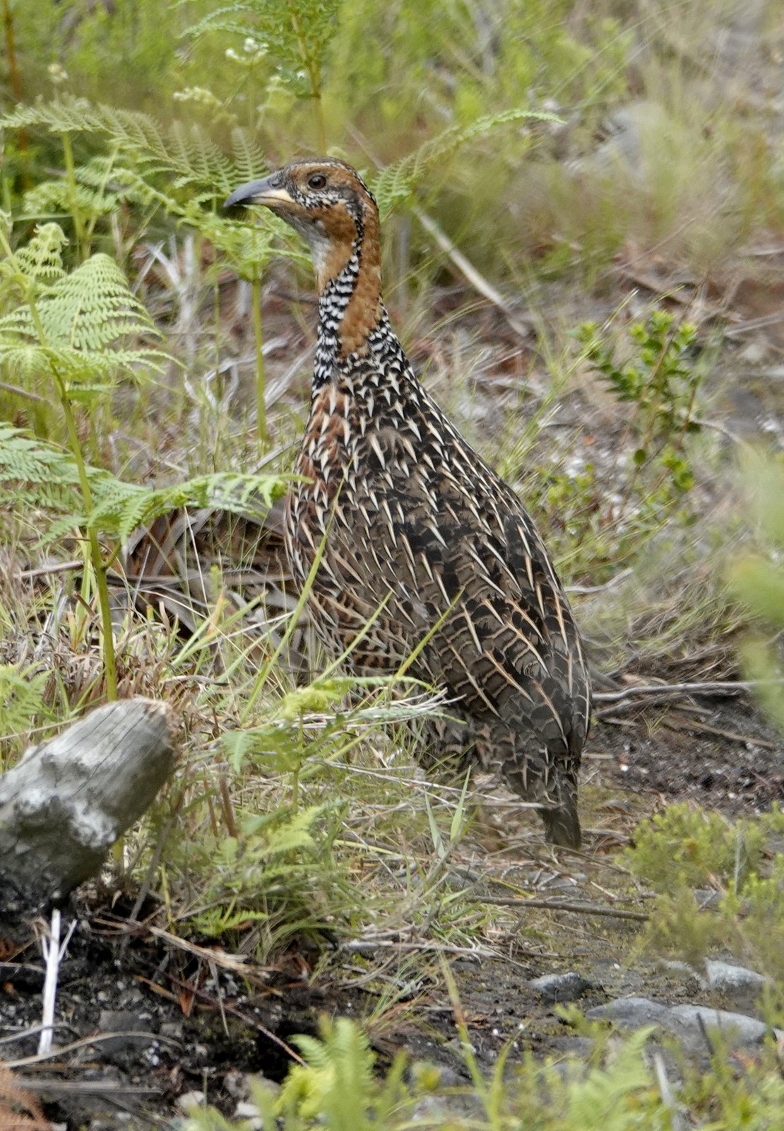 Red-Winged Francolin (Scleroptila levaillantii)