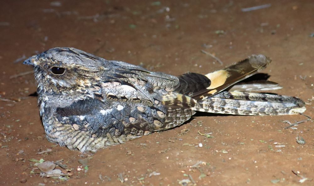 Rufous-Cheeked Nightjar (Caprimulgus rufigena)