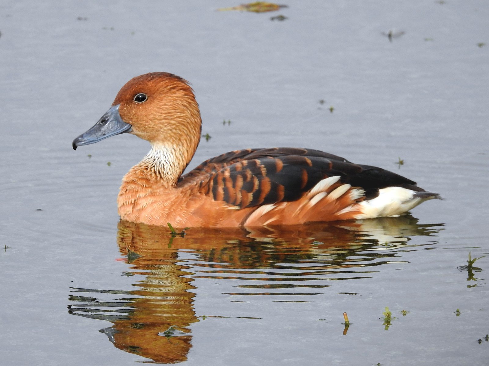 Fulvous Whistling Duck (Dendrocygna bicolor)