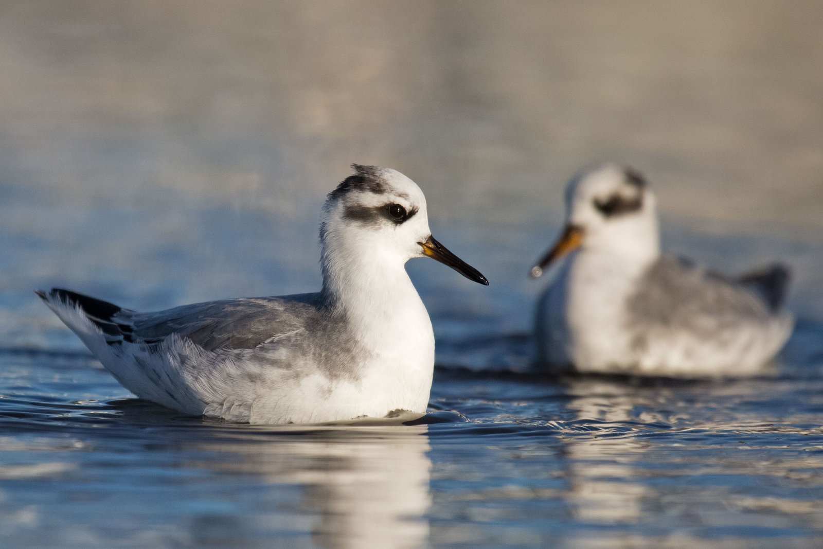 Red Phalarope (Phalaropus fulicarius)