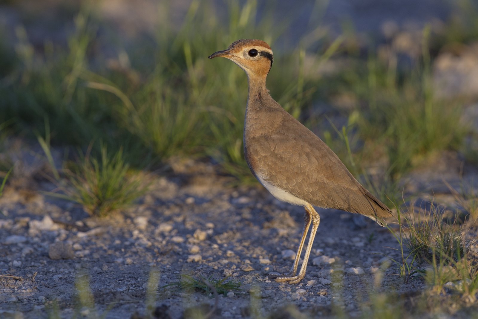Burchell's Courser (Cursorius rufus)