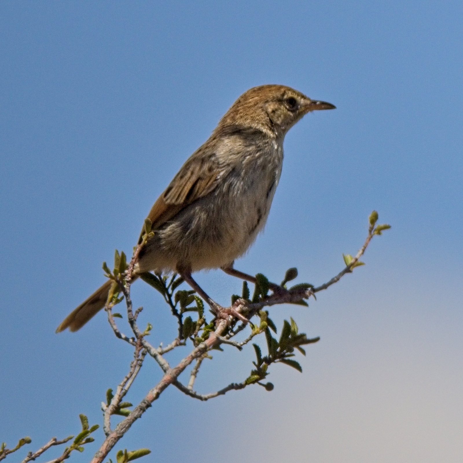Grey-Backed Cisticola (Cisticola subruficapilla)