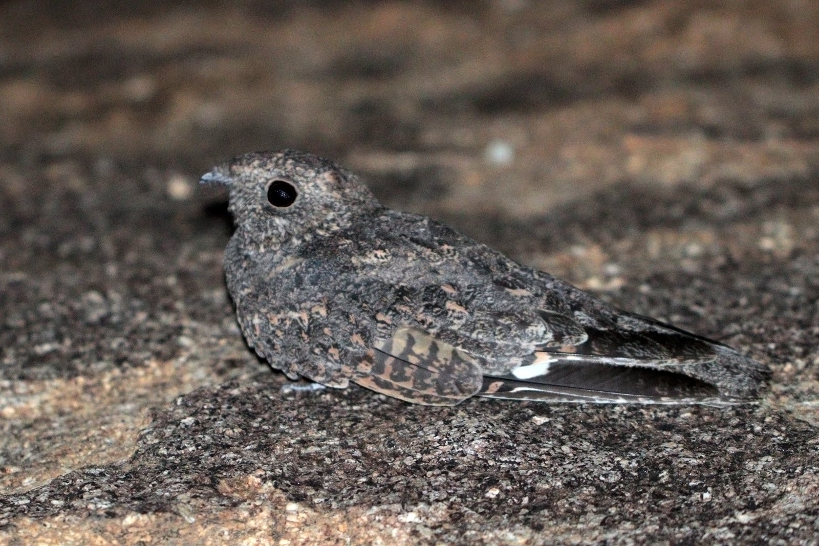 Freckled Nightjar (Caprimulgus tristigma)