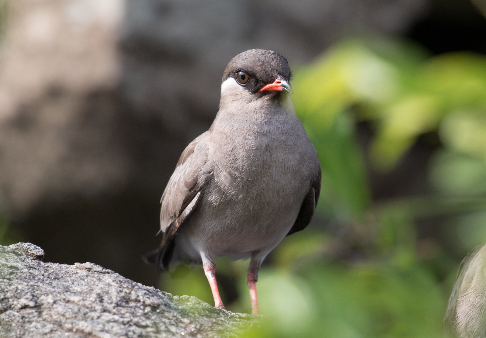 Rock Pratincole (Glareola nuchalis)