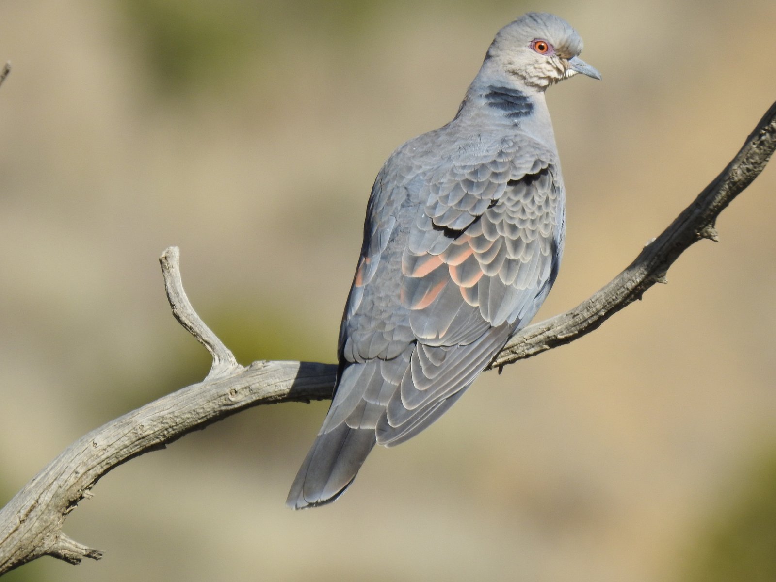 Dusky Turtle Dove (Streptopelia lugens)