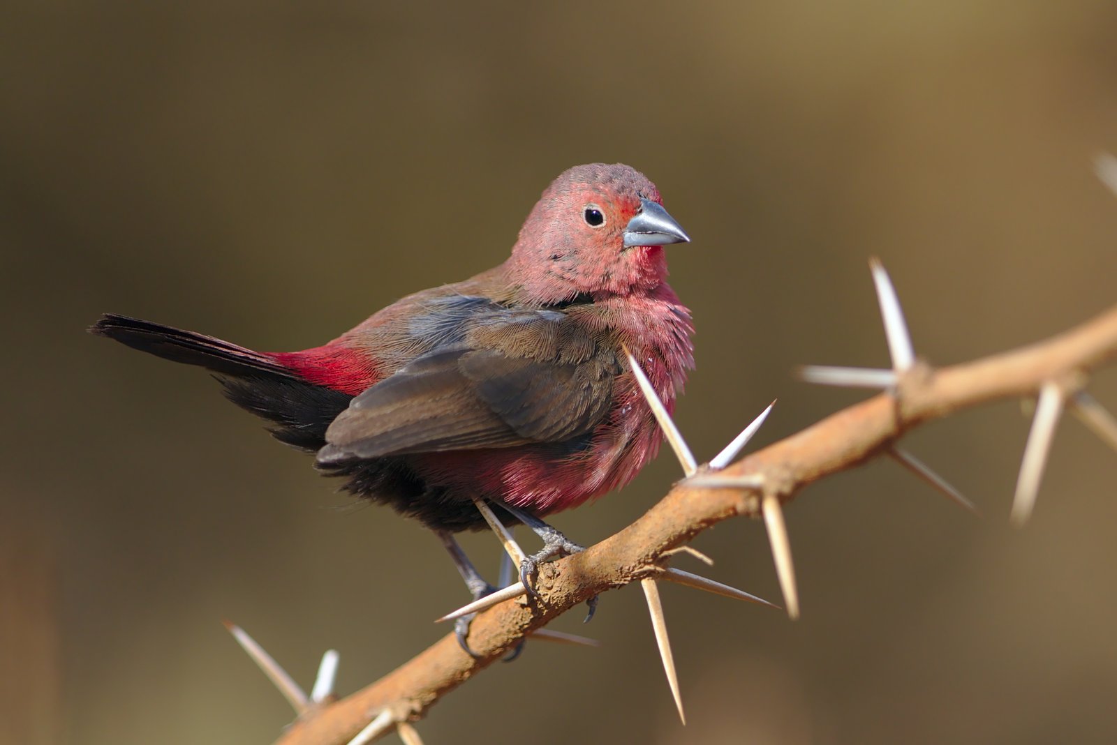 Jameson's Firefinch (Lagonosticta rhodopareia)