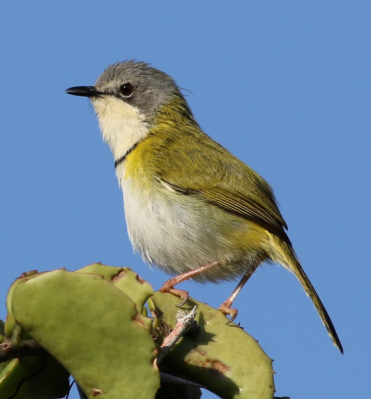 Rudd's Apalis (Apalis ruddi)