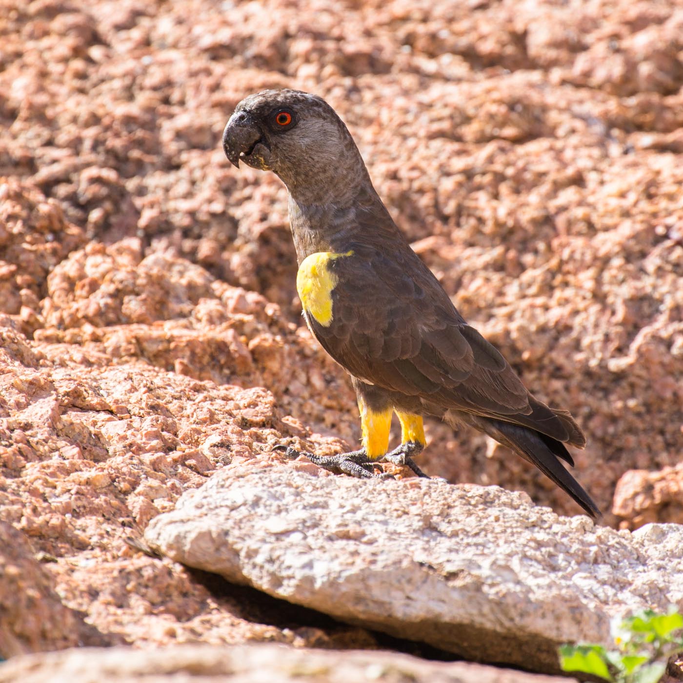 Rüppell's Parrot (Poicephalus rueppellii)