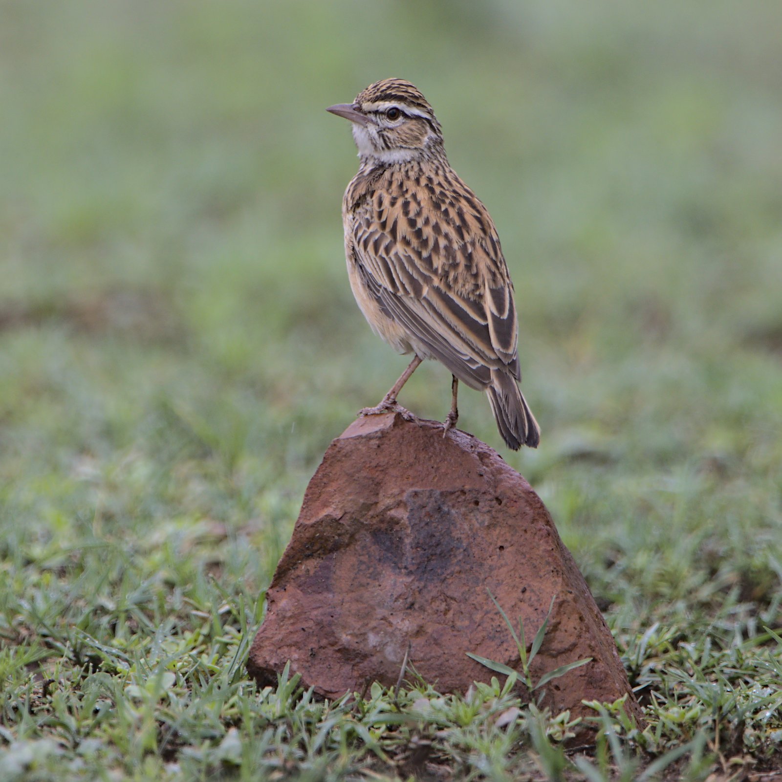 Sabota Lark (Calendulauda sabota)