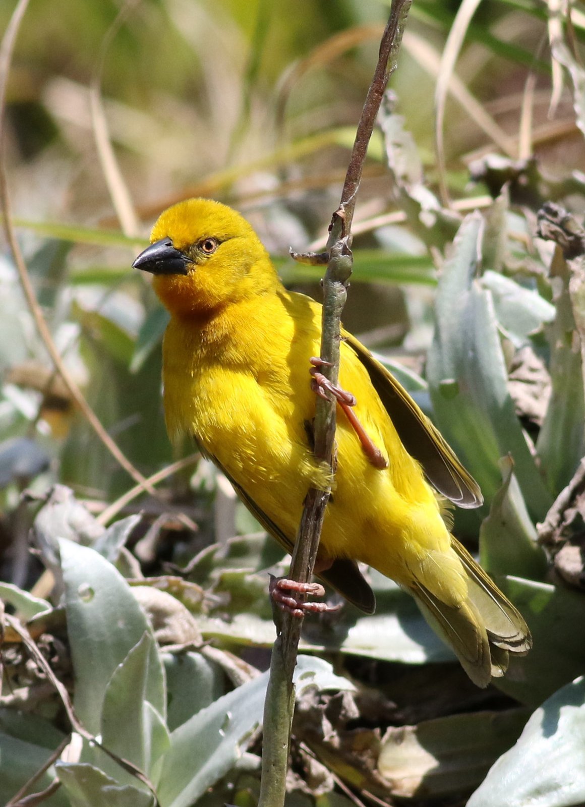 Holub's Golden Weaver (Ploceus xanthops)