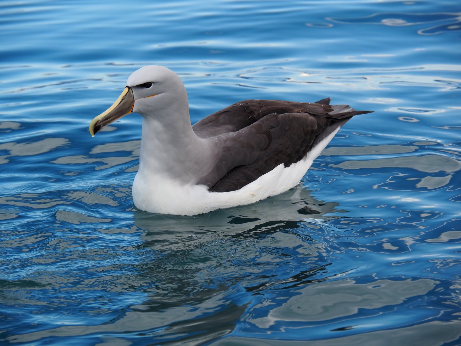 Salvin's Albatross (Thalassarche salvini)