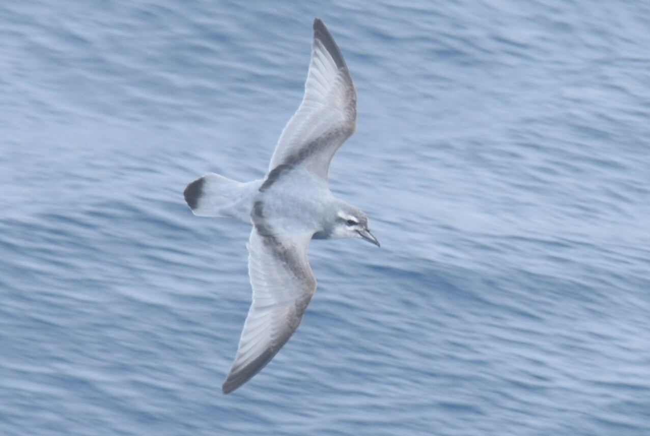 Salvin's Prion (Pachyptila salvini)