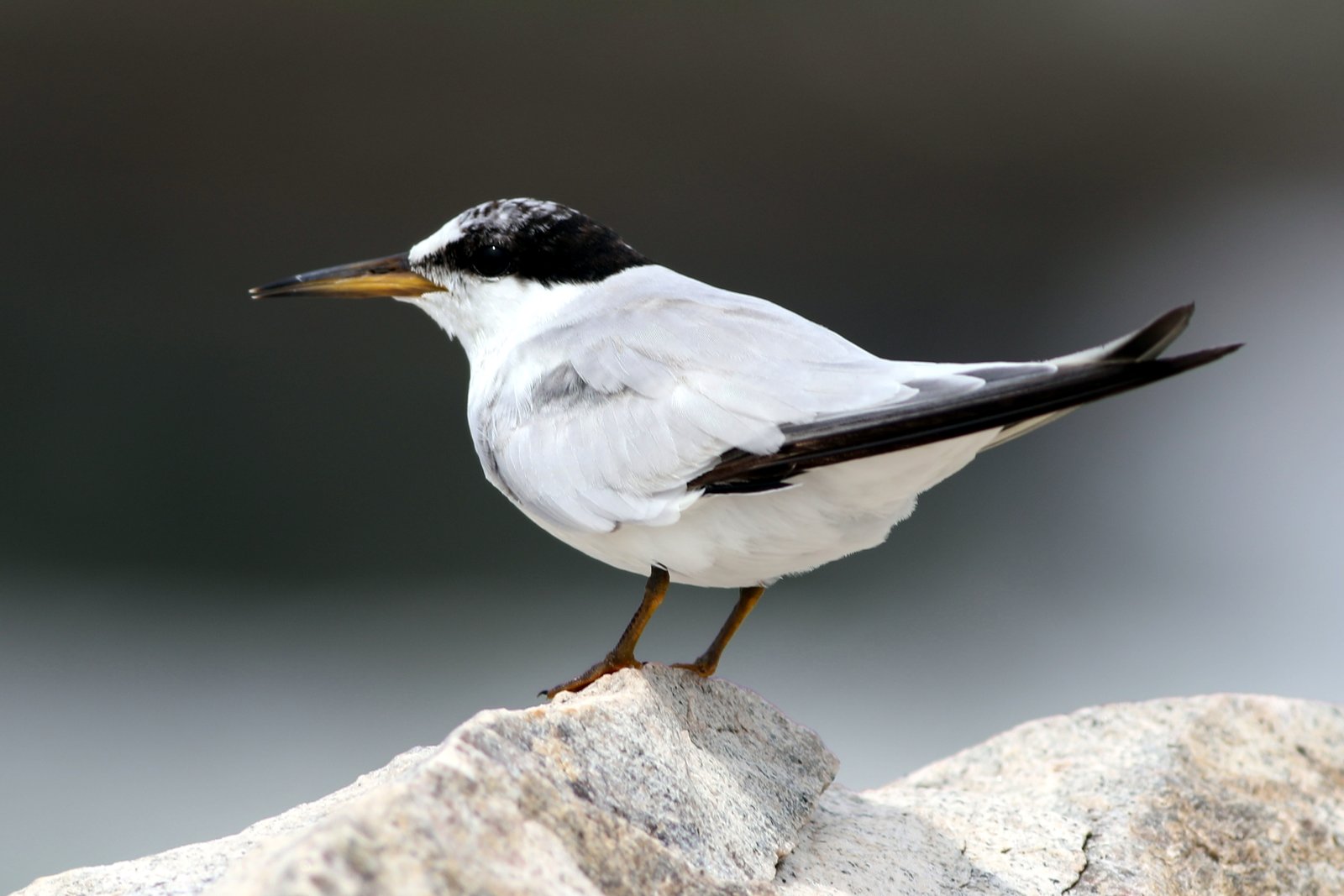 Saunders's Tern (Sternula saundersi)