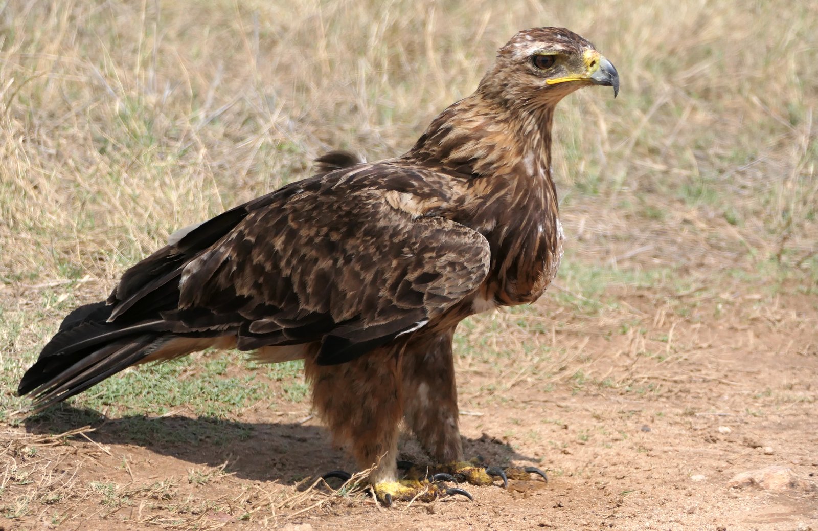 Tawny Eagle (Aquila rapax)