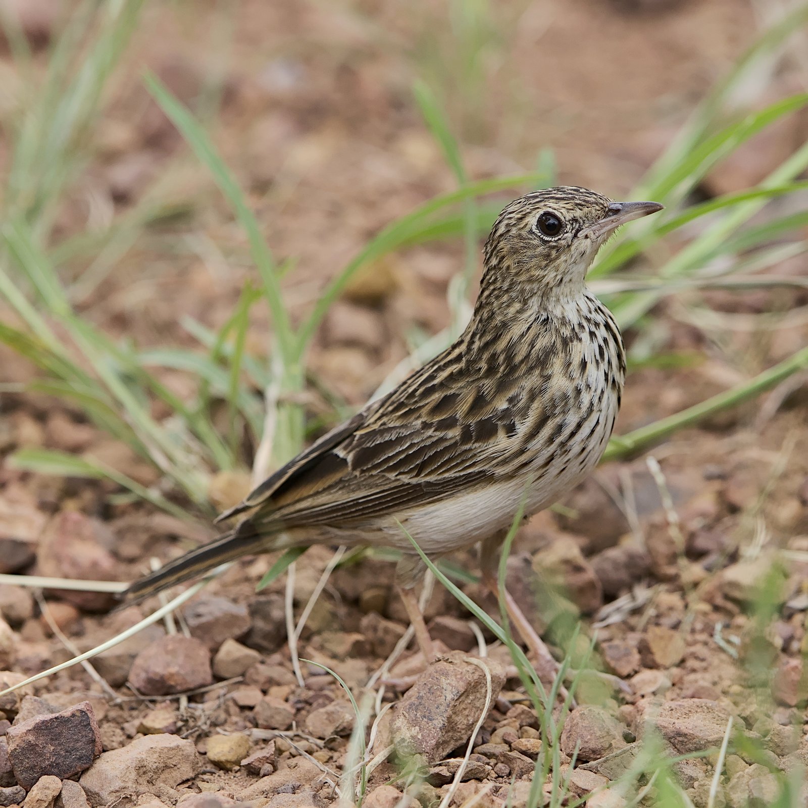 Bushveld Pipit (Anthus caffer)
