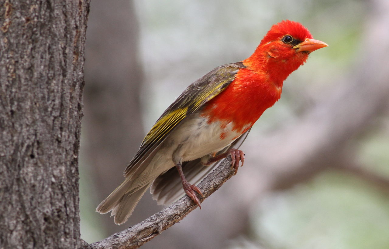 Red-Headed Weaver (Anaplectes rubriceps)