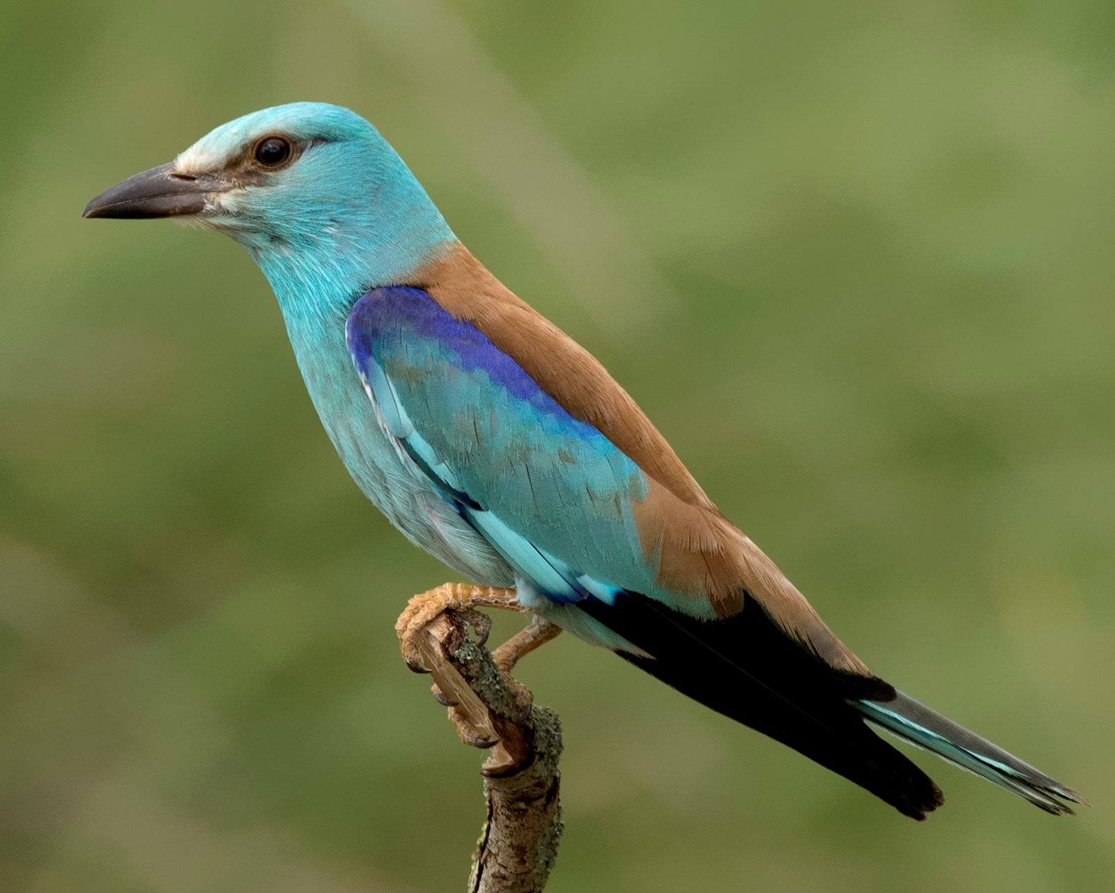 European Roller (Coracias garrulus)