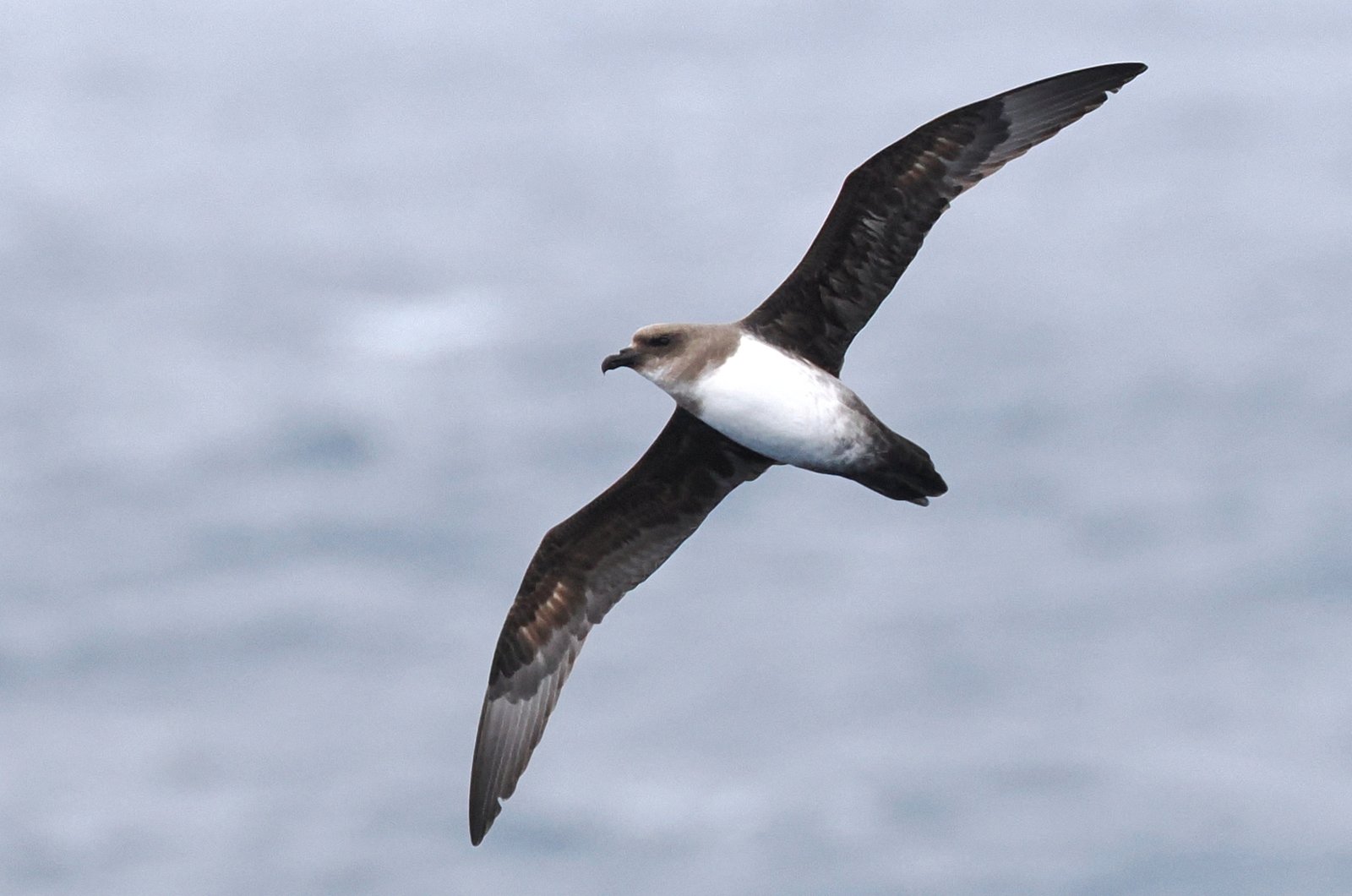 Atlantic Petrel (Pterodroma incerta)
