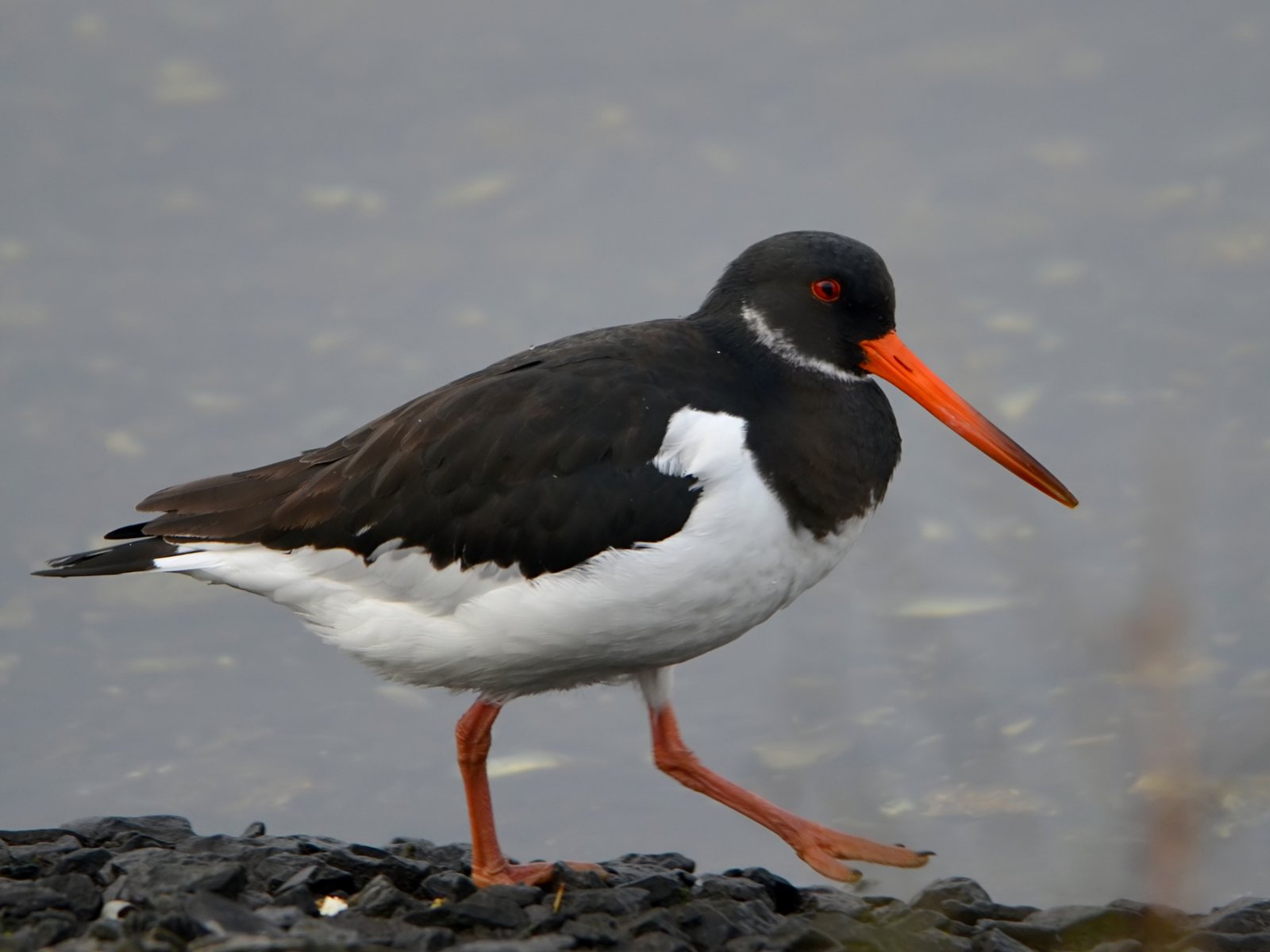 Eurasian Oystercatcher (Haematopus ostralegus)