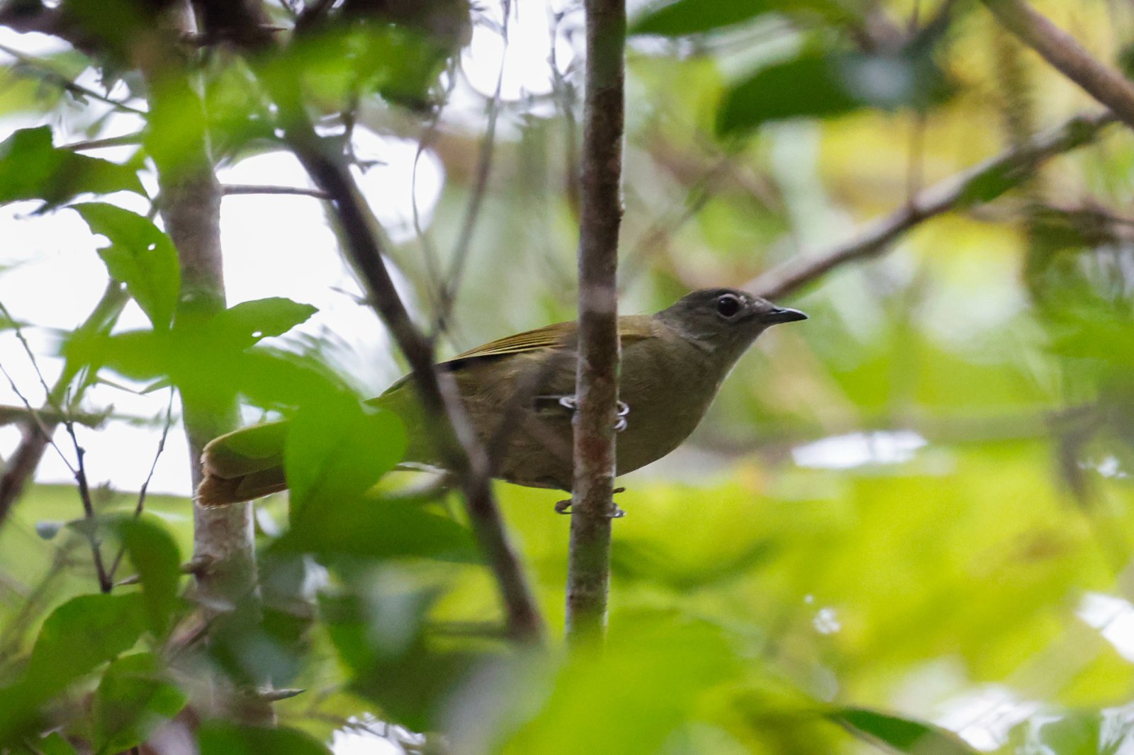 Shelley's Greenbul (Arizelocichla masukuensis)