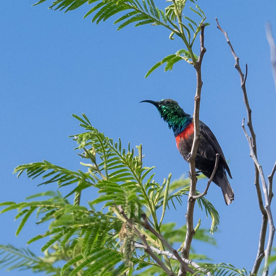 Shelley's Sunbird (Cinnyris shelleyi)