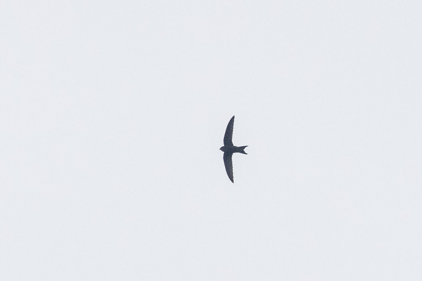 Scarce Swift (Schoutedenapus myoptilus)