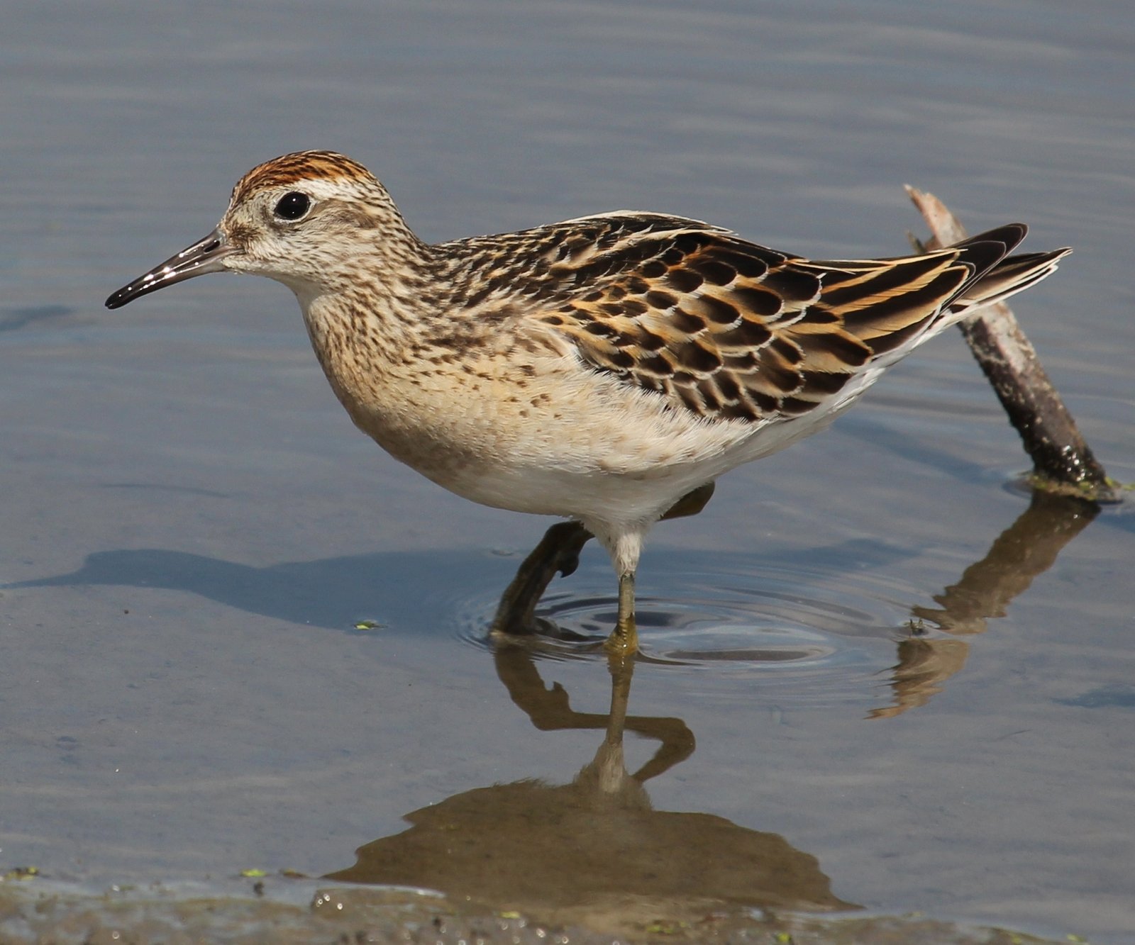 Sharp-Tailed Sandpiper (Calidris acuminata)