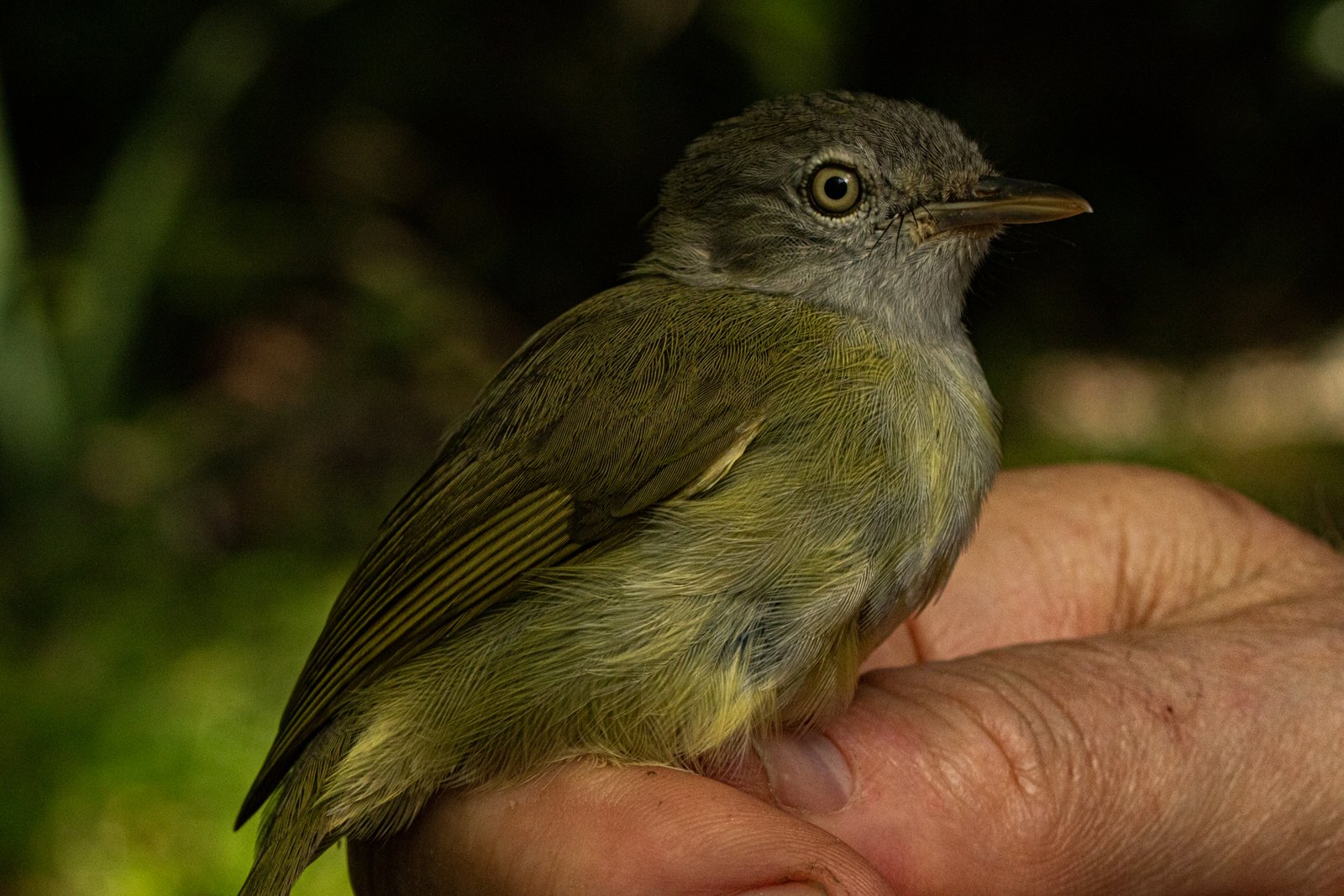 Lowland Tiny Greenbul (Phyllastrephus debilis)