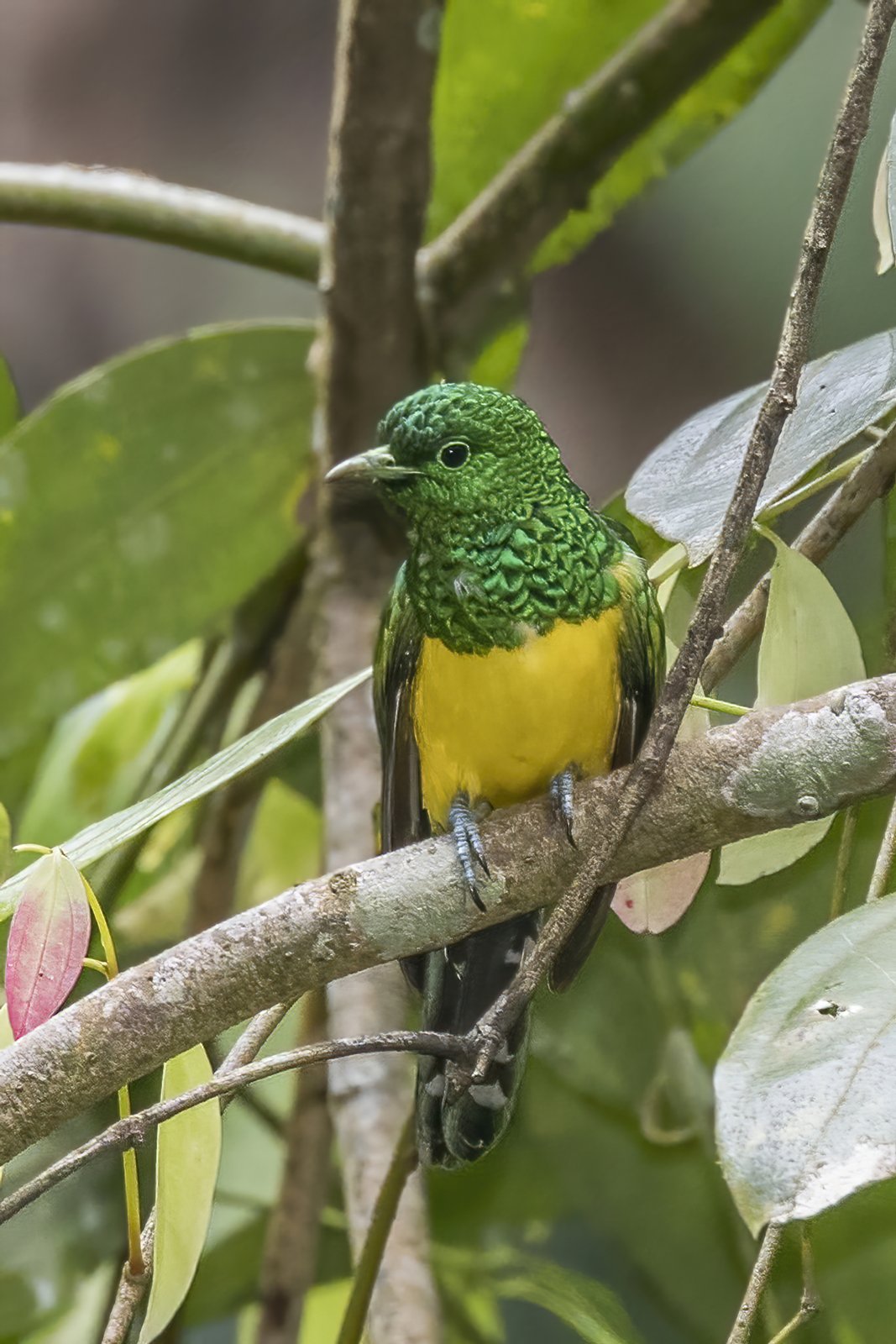 African Emerald Cuckoo (Chrysococcyx cupreus)