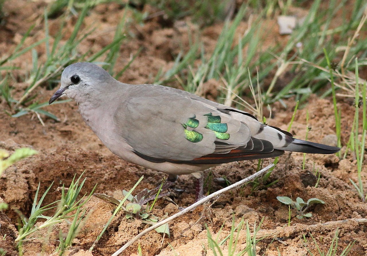 Emerald-Spotted Wood Dove (Turtur chalcospilos)