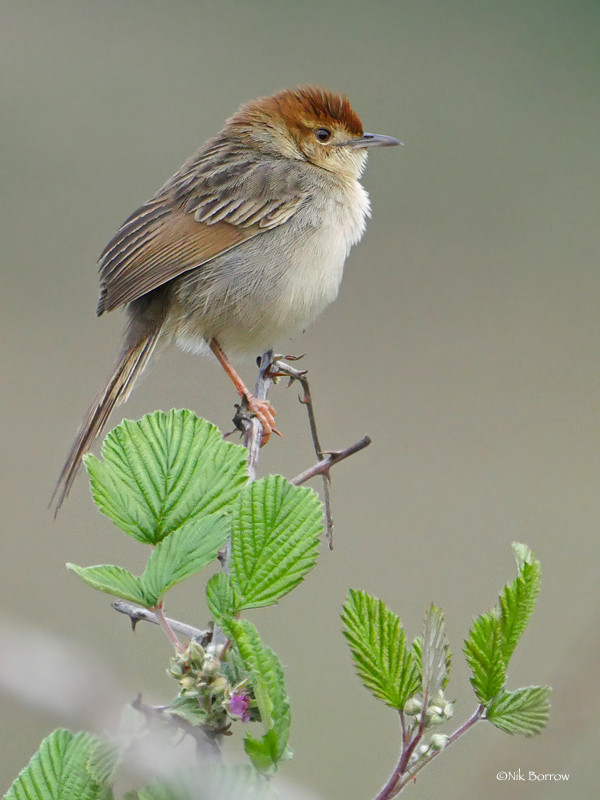 Churring Cisticola (Cisticola njombe)