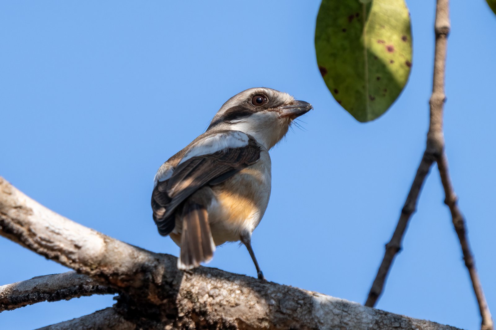 Souza's Shrike (Lanius souzae)