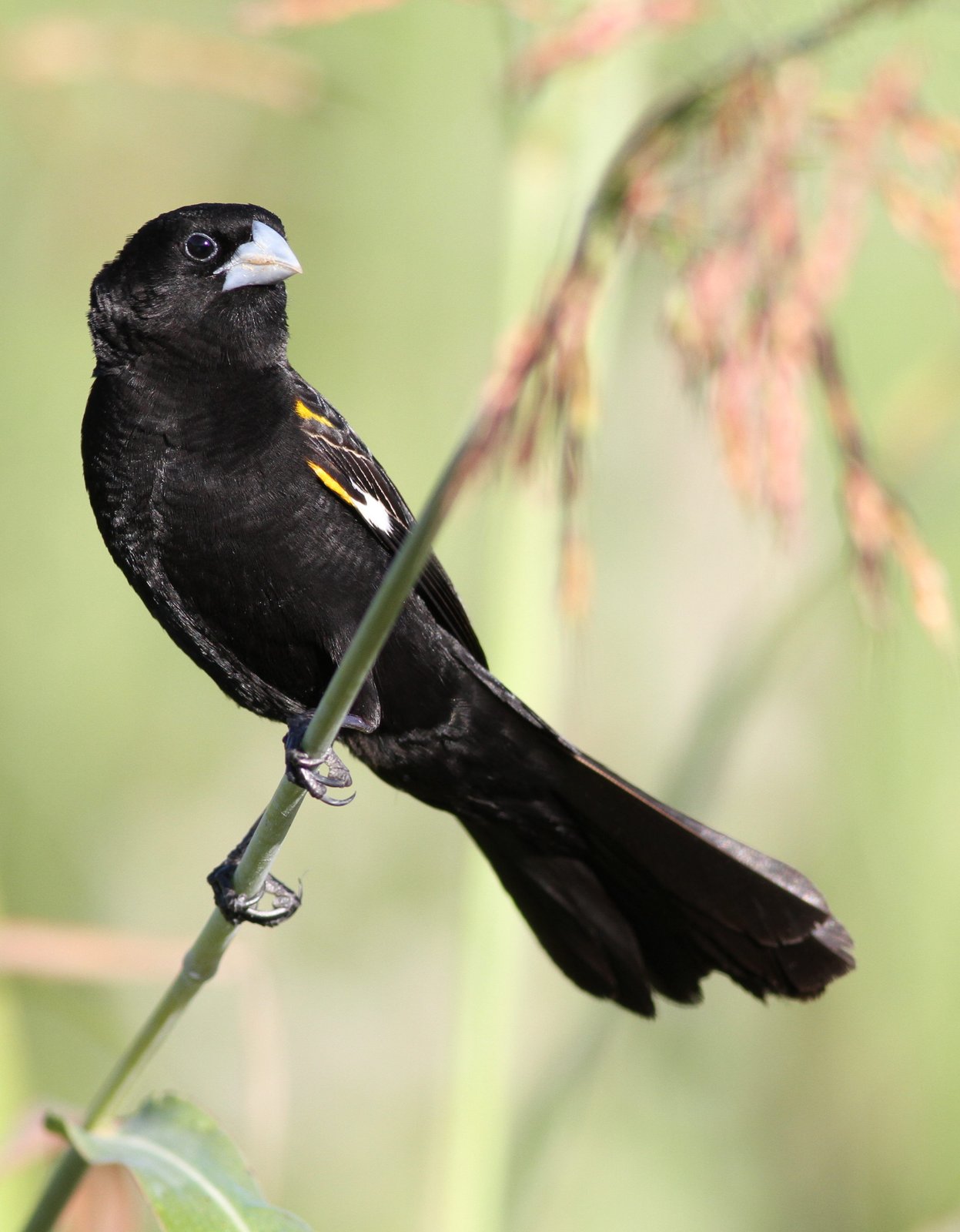 White-Winged Widowbird (Euplectes albonotatus)