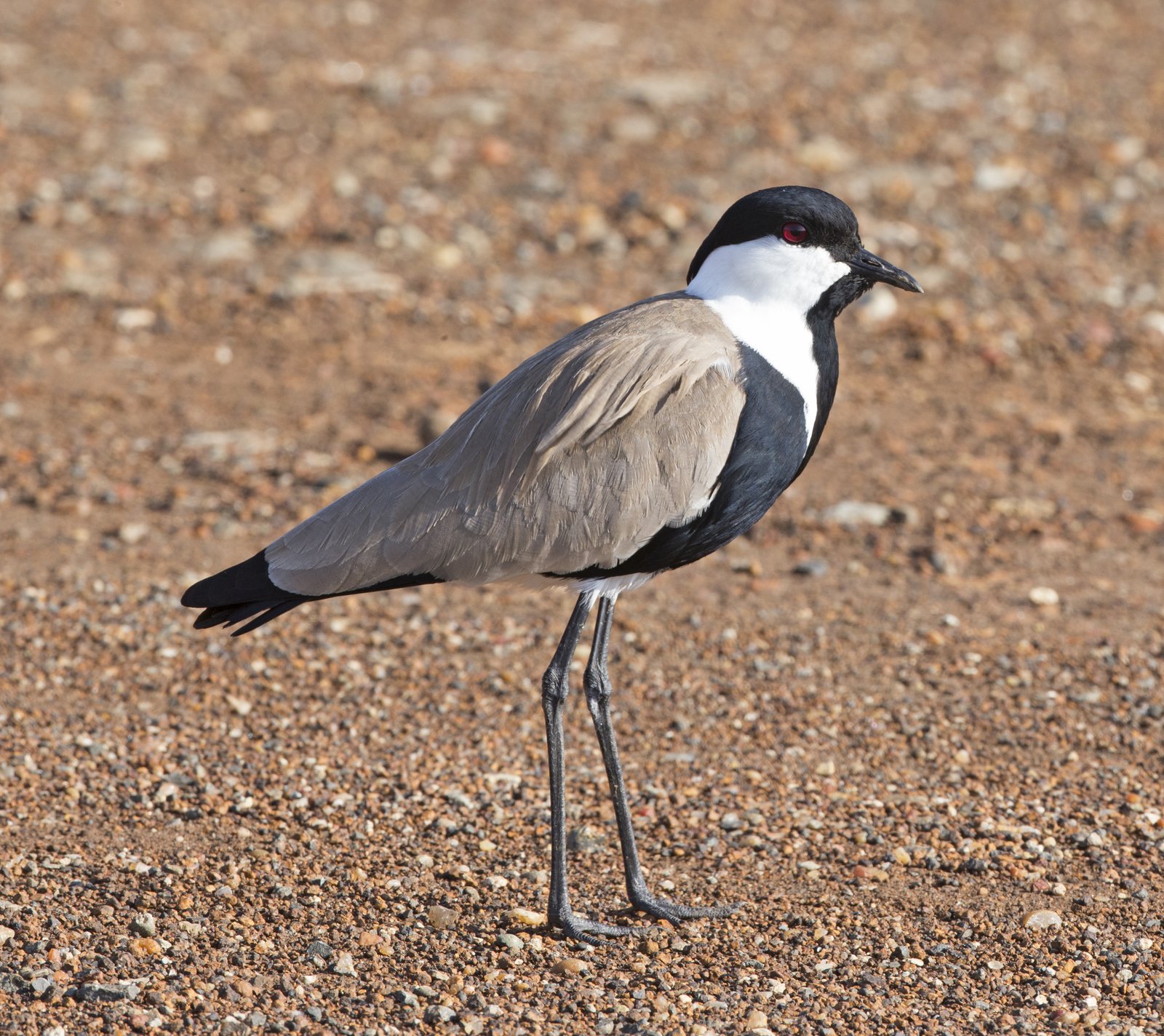Spur-Winged Lapwing (Vanellus spinosus)